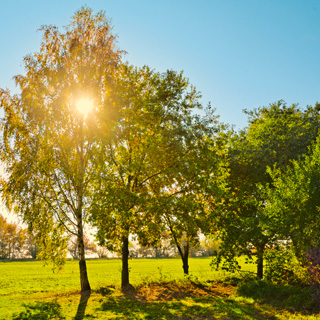 Gedenkbaum-Gruppe von Dein Bruder und Deine Nichte mit Familie für Klaus Thielemann 